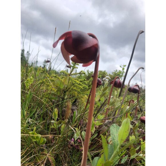 50 Purple pitcher plant seeds, Carnivorous Plant, Sarracenia purpurea - Picture 5 of 6